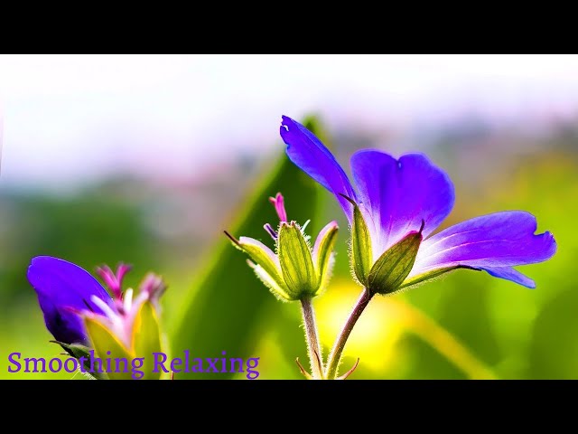 Relaxing Music - Stress Relief, Smoothing Piano, Sleep Music, Meditation, Spa, study, Healing Music