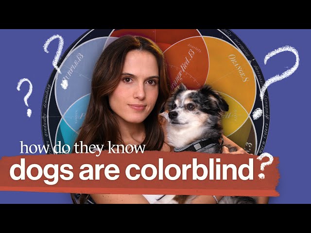 What your dog sees (w/ Cleo Abram)