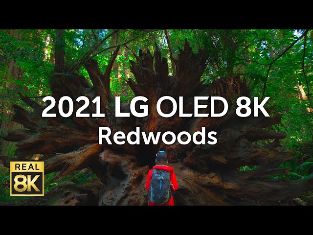 2021 LG OLED 8K l  Redwoods 8K HDR 60fps