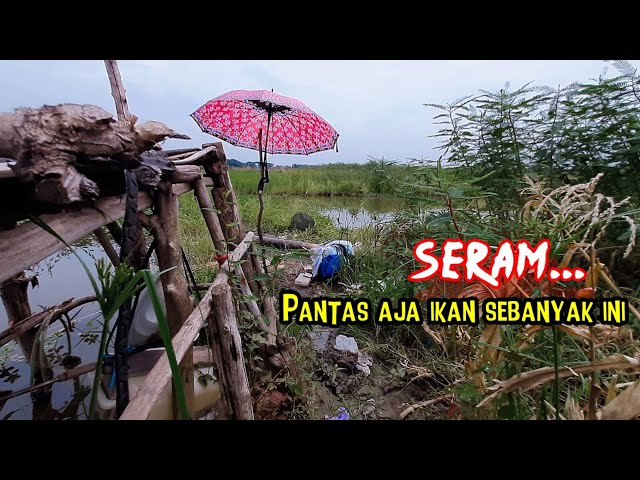 TEMPAT SERAM‼️ Pantas saja ikan sebanyak ini, mancing disambut BABON