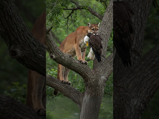 Puma caça águia careca!!!