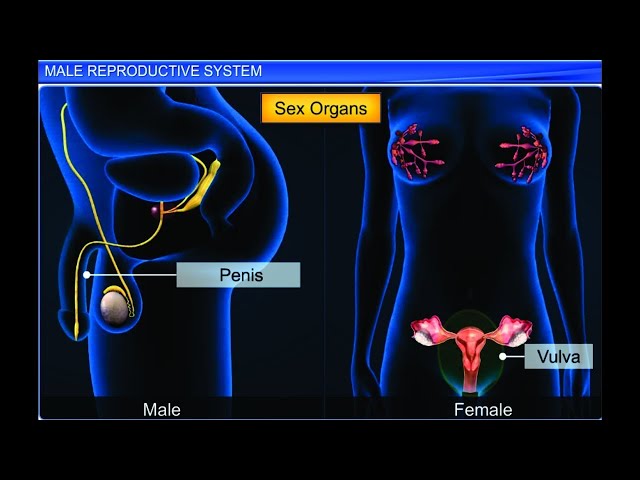 CBSE Class 12 Biology, Human Reproduction – 1, Male Reproductive System #NEETPreparation #Biology