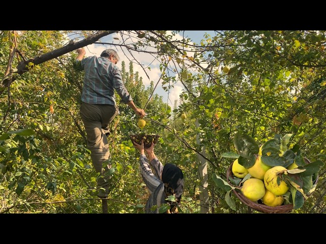 From Tree to Table: Grandma’s Secret Recipe for the Perfect Traditional Village Cake🍃🍰