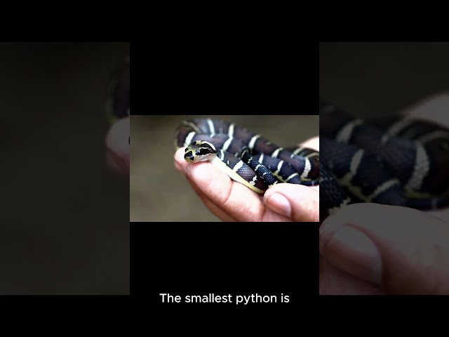 Fast facts about #python for YOU !! #facts #animalknowledge #nature