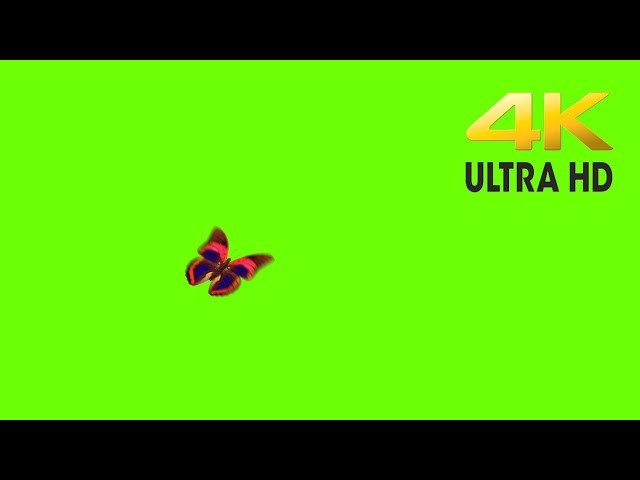 Red & Blue Butterfly Green Screen W/O Text 4K - No Copyright