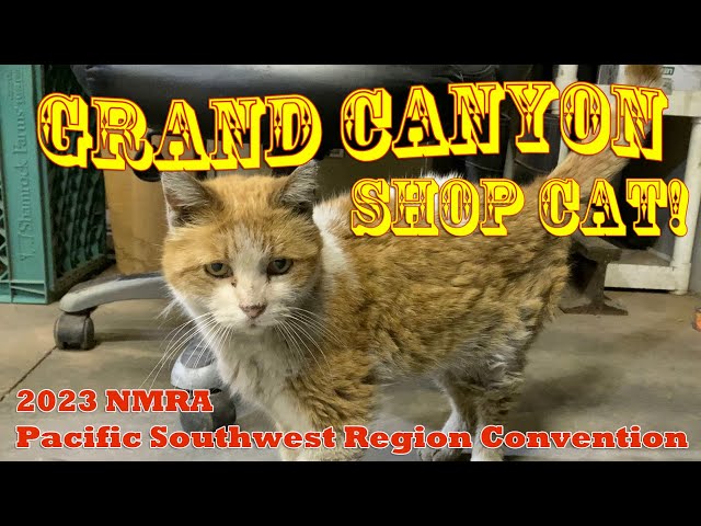 We've Been Through the Shops with a Cat with No Name.. The Grand Canyon Railroad Shop Cat