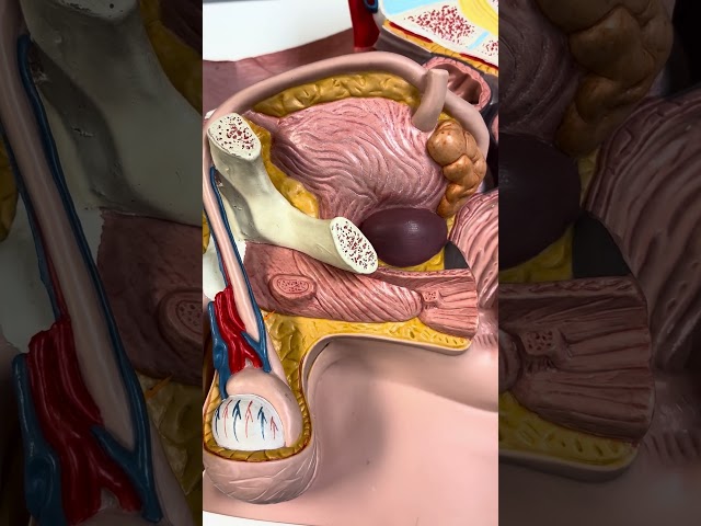 Vas Deferens (30 second anatomy) #anatomy #science #anatomymadeeasy #biology