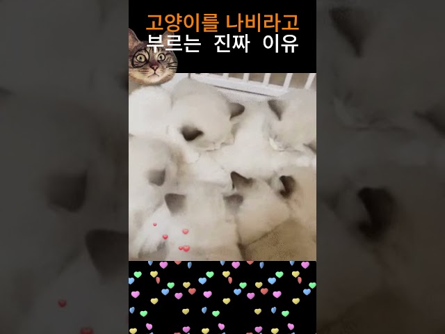 고양이를 나비라고 부르는이유 #고양이 #나비 #야옹이