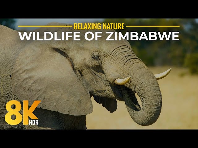 Wild Nature of Zimbabwe - Animals of Hwange and Zambezi National Park in 8K HDR - Scenic Nature Film