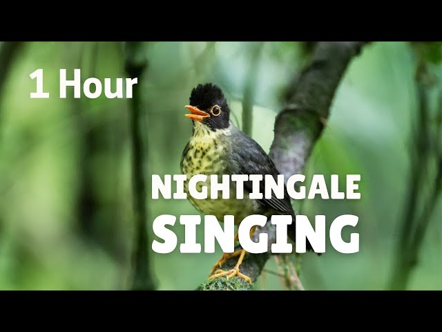 One Hour Relaxing Birdsong the Nightingale