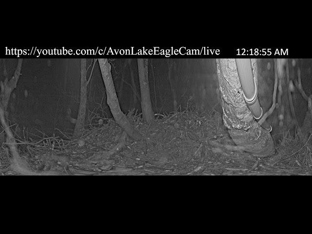 Avon Lake Eagle Cam 1 - 360 Degree