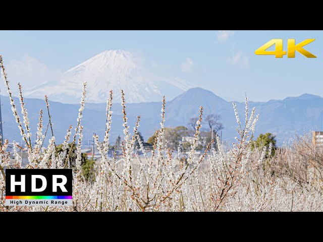 【4K HDR】Japan Spring Flowers by Mt. Fuji - Odawara Plum Grove 2021