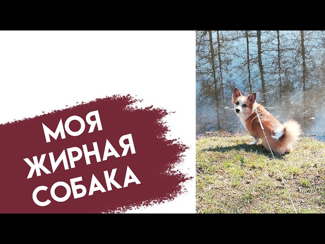 моя жирная собака // день на карантине // право на мечту