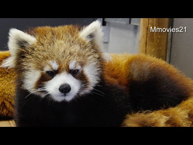 Yawn of Red Panda~レッサーパンダの寝起き