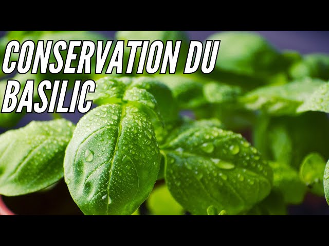 Comment Conserver le Basilic pendant plusieurs mois. Tuto cuisine!