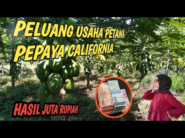 Peluang usaha petani pepaya California,