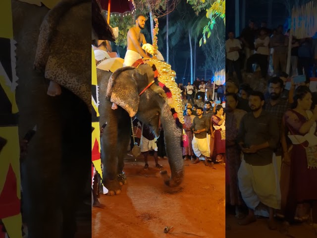 ആനച്ചന്തം #shorts #trending #shortvideo #elphents #animals #animalshorts #devotional