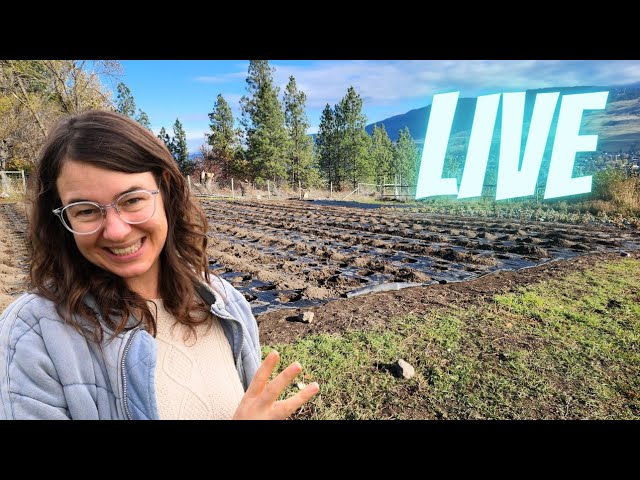 We've Planted The Tulips and Peonies!  Celebration and Q&A