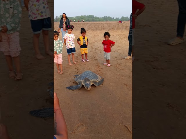 Turtle egg hatching 🐢🐢......