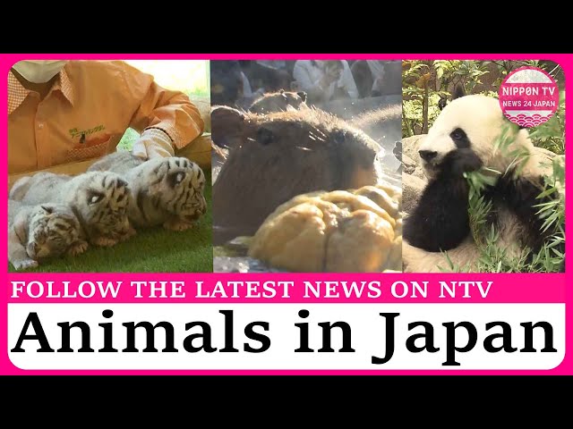 Take a look at the Animals in Japan ! Cute baby tigers and otters and more!