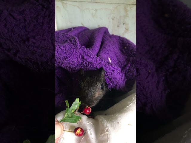 Baby squirrel tries hawthorn berries ❤️ #shorts