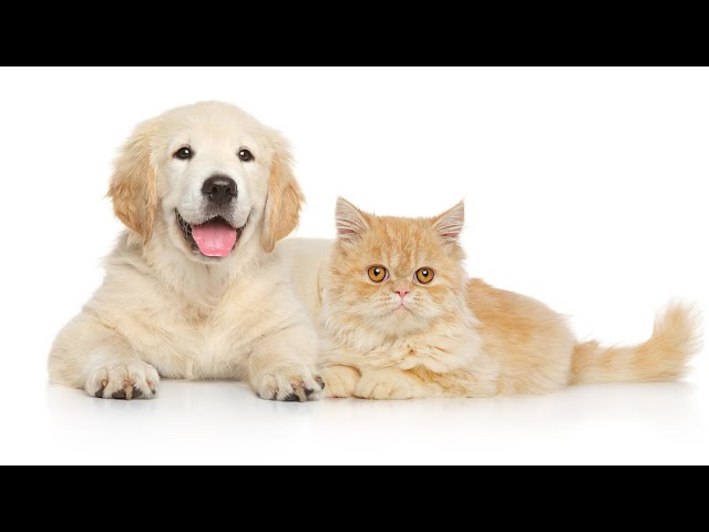 🐶🐱 The Cutest & Funniest Cats and Dogs That Will Make You Smile | 2024 Edition!