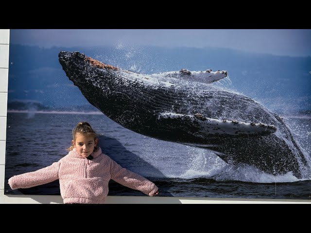 Does Lily find a grey whale?