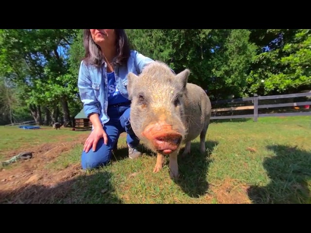 Weekend Volunteering at Rosie's Farm Sanctuary 2023 3D 180 VR