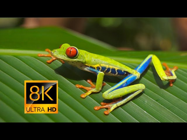 8K VIDEO ULTRA HD 120FPS Absolute African adventures with great music #8k​ #8kvideoultrahd​