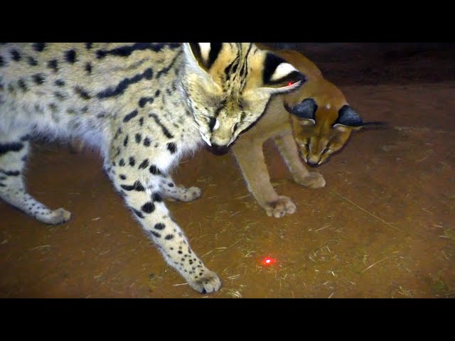 Which African BIG & Small Cats Play With Laser Light Toys? | Cheetah Leopard Lion Caracal Serval