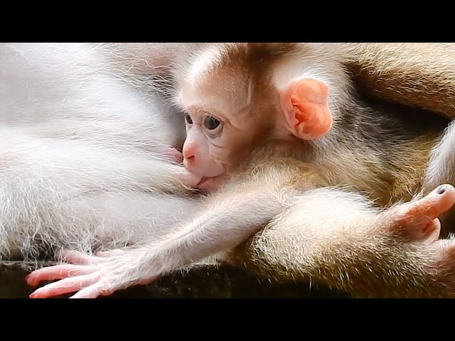 Cutest Newborn Baby Monkey, Lovely Baby Stay With Mom, It Feel Comfortable.