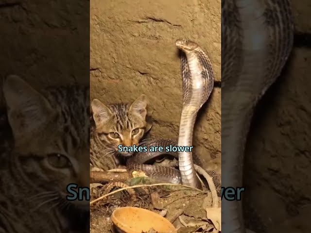 Cat vs Snake: The Ultimate Reflex Showdown 🐱🤔🐍