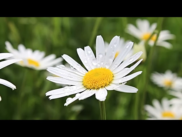 HD flower video  Amazing nature