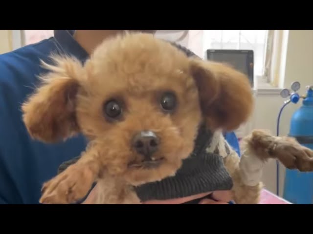 It's a miracle—this abused, disabled puppy is slowly recovering with the man's care!