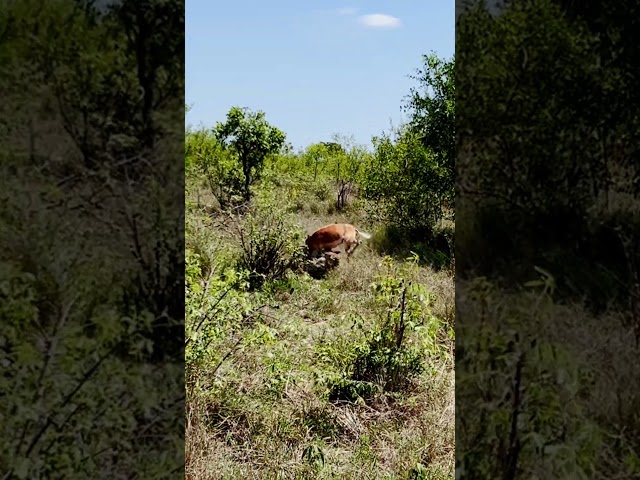 Young Leopard Goes Flying to Catch Impala