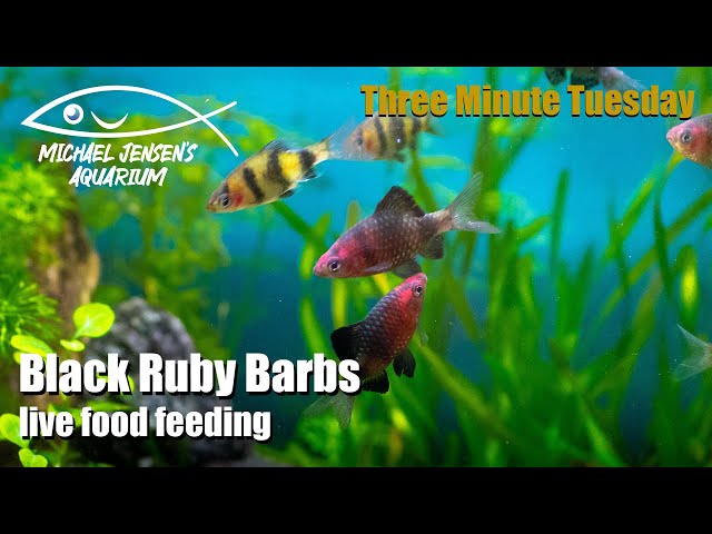 Black Ruby Barbs - live food feeding