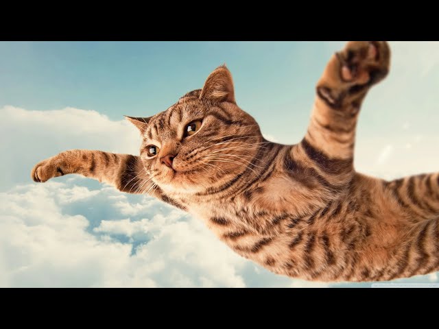 Cute Pets Baby Cat Videos Compilation #5