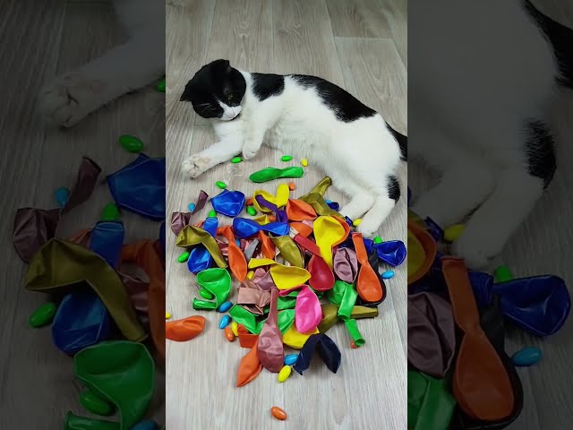 Funny Cats Vasj Barsik ❤🔴 Marbles Reverse video