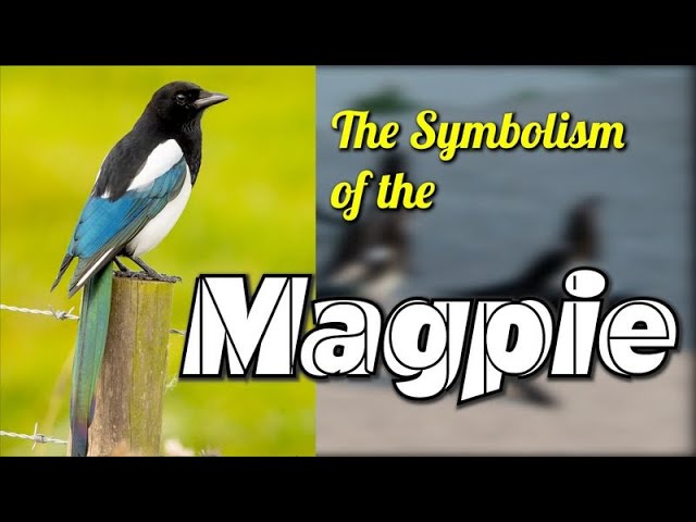 The Symbolism of the Magpie