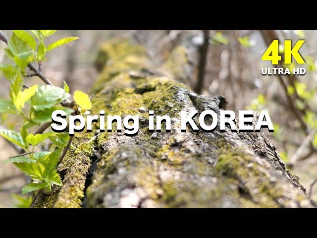 4K Spring Nature 2020 | beautiful  South Korea | Relaxing Music