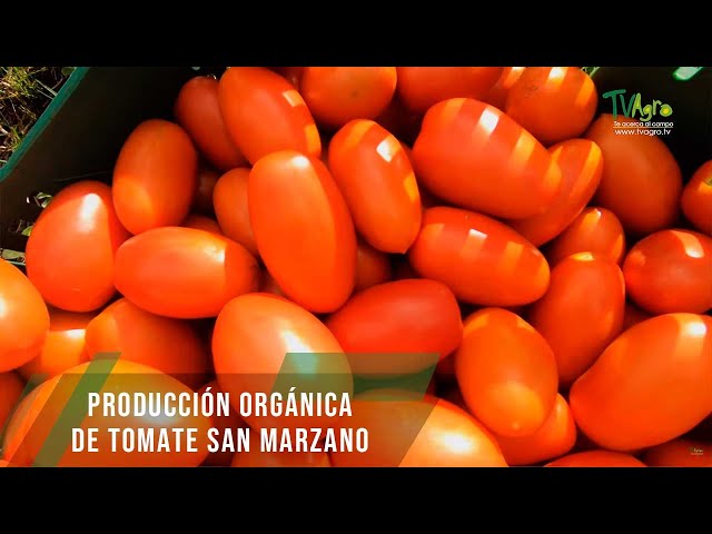 Producción orgánica de Tomate San Marzano - TvAgro por Juan Gonzalo Angel Restrepo