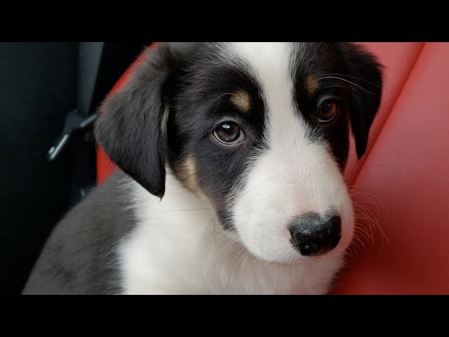 Adopting a border collie puppy vlog!