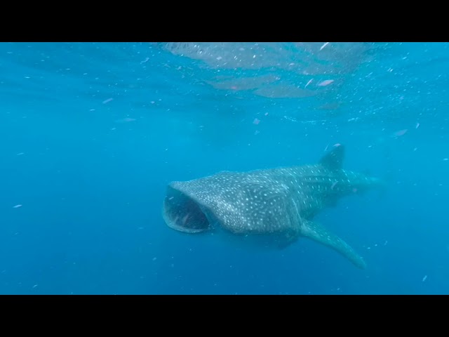 Meta Whaleshark 3min VR3D 180 LR