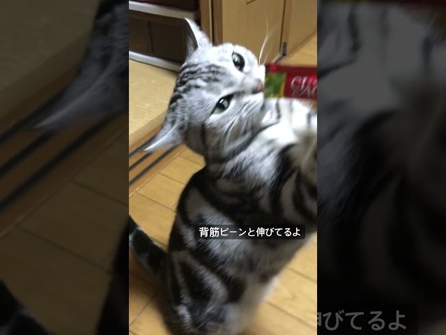 猫背じゃないよ。背筋伸びてるよ。#cat#cats#アメショ#アメリカンショートヘア#猫のいる暮らし#猫のいる生活