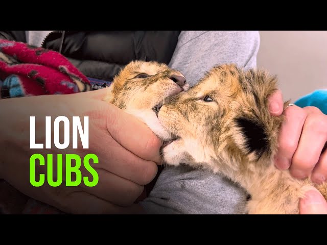 Zoo Knoxville Celebrating The Birth Of Two African Lion Cubs