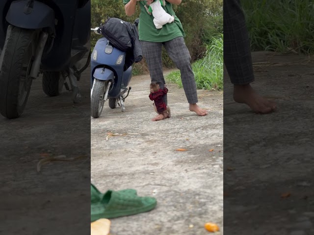 Bibi ran to hug her father's leg.🥰 #monkey #monkeys #funny