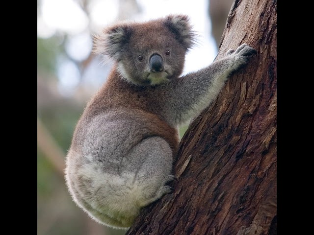 Australia | Wikipedia audio article