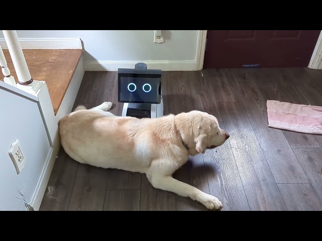 Amazon Astro constantly runs over or runs into my senior dog