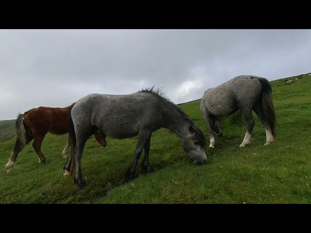 VR180 3D HORESES / PONIES AND FOAL OF LONG MYND