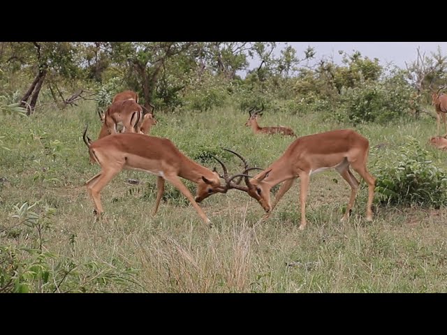 Impala Rams Fighting Copyright Free Animal Videos